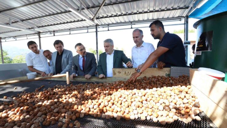 İnegöl’de Hedef 42 Bin Ton Ceviz