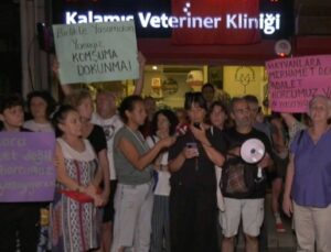 Kalamış’taki Kedi Zehirlenmeleriyle İlgili Açıklama: Sokak Hayvanlarının Yaşam Haklarını Savunacağız