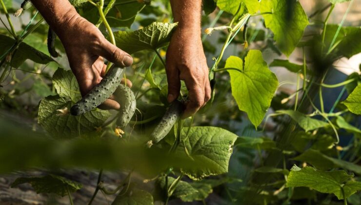 Kan Şekeri Düzenleyici, Lif Zengini! Düşük Kalorisiyle Kilo Verdiriyor