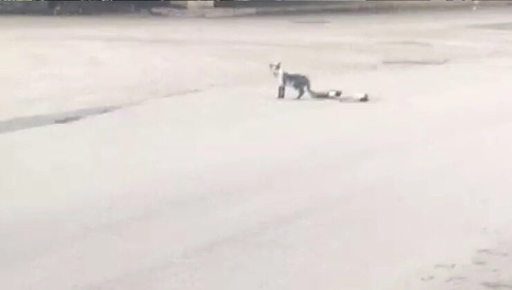 Karabük’te Yavru Kedi Ölen Annesinin Başından Ayrılmadı