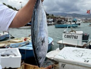 Karadeniz’de Bu Dönem Palamut Avında Bolluk Yaşanıyor