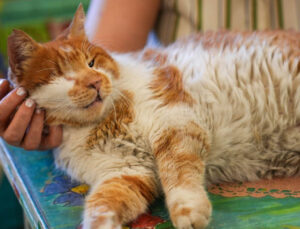 Kızlarağası Hanı’nın Maskotu Tarçın, Garfield’a Benzerliğiyle İlgi Çekiyor