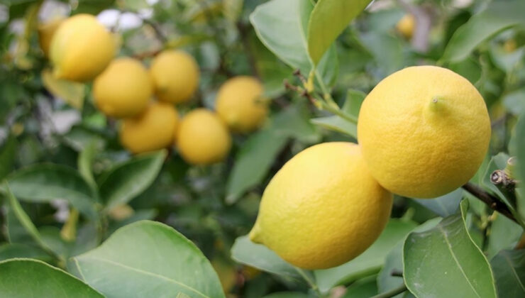 Limonların Mersin’den Dünyaya Yolculuğu Başladı