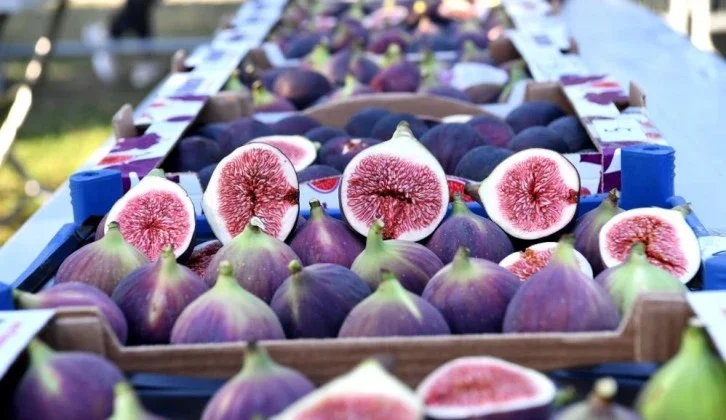 Masterchef Yarışmacıları Bursa Siyah İnciriyle Hünerlerini Sergiledi