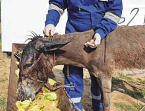 Ölüme Terk Edilen Eşek Emekli Hayvanlar Çiftliği’nde: Tedavisi Başladı