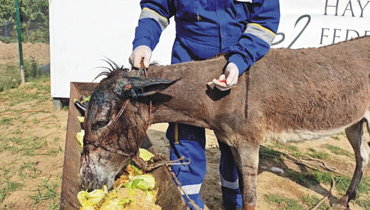 Ölüme Terk Edilen Eşek Emekli Hayvanlar Çiftliği’nde: Tedavisi Başladı