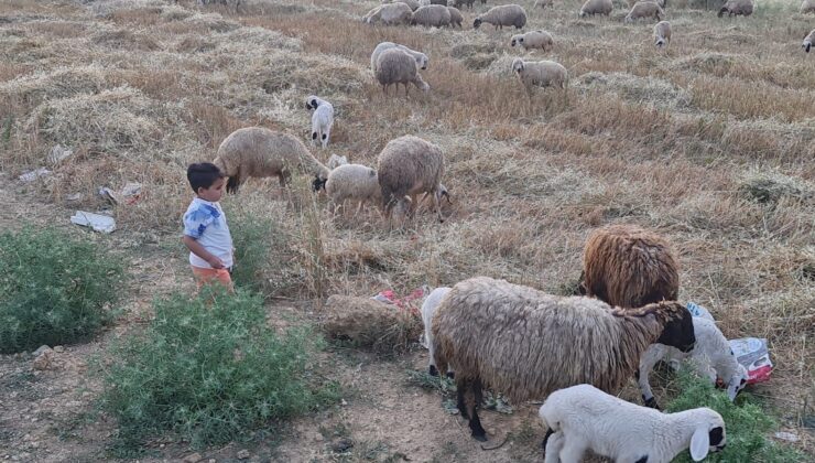 Osmaniye’de Mavi Dil Karantinası