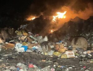 Sarıkamış’ta Çöplüğe İnen Ayılarla Selfie