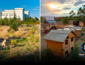 Selçuk Üniversitesi’ndeki 12 Besleme Noktası Kaldırıldı, Yerleşkedeki Köpekler Belediye Tarafından Toplanmaya Başladı