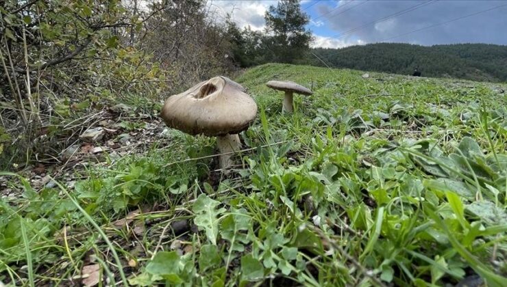 Sinop’ta Mantar Toplarken Kaybolan Kadın Ormanda Bulundu