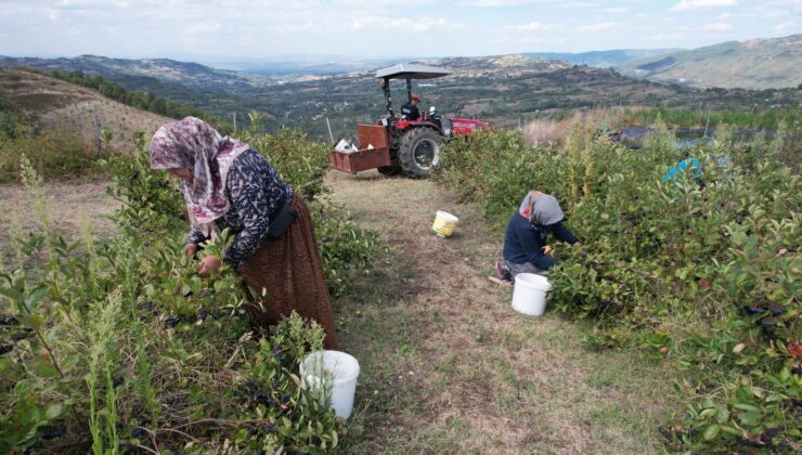 Tansiyona, Şekere, Kolesterole İyi Geliyor! Doğal Hücre Yenileyici İçin Pazar Arıyorlar