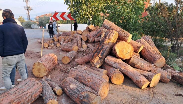 Tonlarca Kütük Yola Devrildi, Öğretmen Bir Adımla Ölümden Kurtuldu