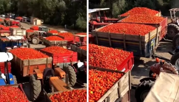 Türkiye’nin Kanayan Yarası! Ürettikleri Domatesleri Satamayan Çiftçi İsyan Etti