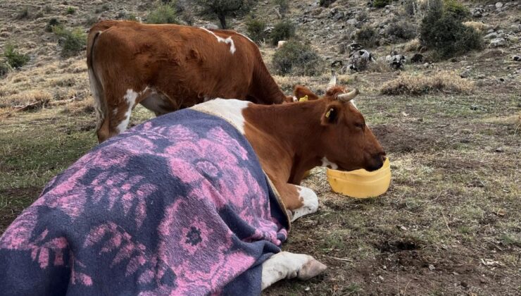 Uçurumdan Düşen İnek İçin 2 Gün Süren Kurtarma Operasyonu