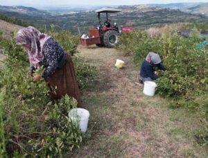 Uludağ’ın Eteklerinde Yetişen Aronya Kendine Pazar Arıyor