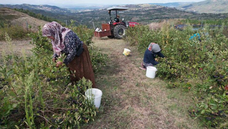 Uludağ’ın Eteklerinde Yetişen Aronya Kendine Pazar Arıyor