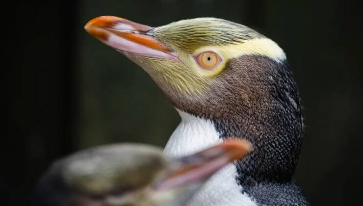 Utangaç Penguen, Yeni Zelanda’da Yılın Kuşu Seçildi