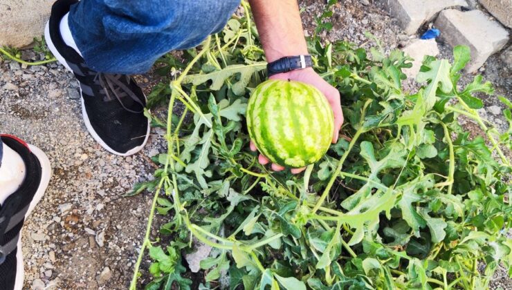 Yol Ortasında Karpuz Çıktı! Görenler Hayrete Düştü