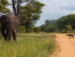 Zimbabve, 200 Fili Kesip Etini Halka Dağıtacak