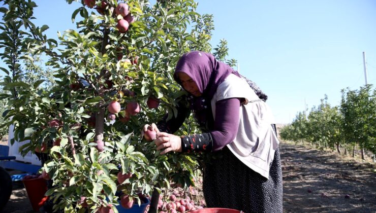 25 Ülkeye İhraç Ediliyor: Kayseri’den Dünyaya Yayılan Lezzet