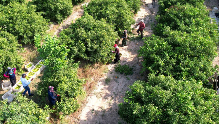 Adana’da Erkenci Mandalina Hasadı Başladı, Rekolte Memnun Etmedi