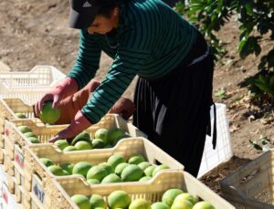 Adana’da Portakaldan 371 Bin Ton Verim Bekleniyor