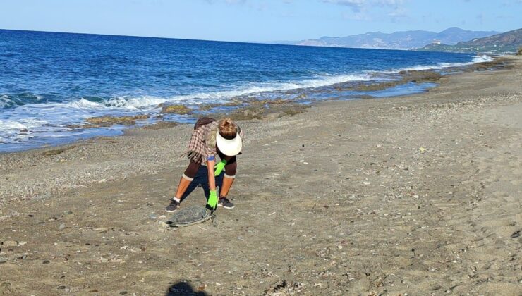 Alanya’da Son Bir Haftada İki Caretta Caretta Ölü Bulundu