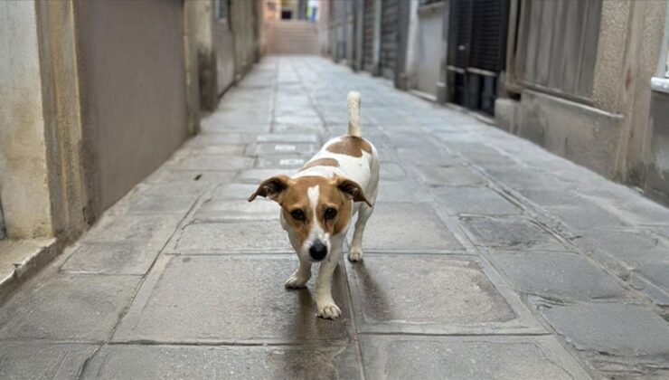 Almanya, ‘Köpek Vergisi’ Rekoru Kırdı