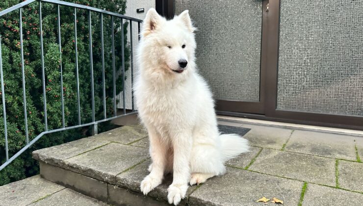 Almanya’da Köpek Sahipleri Her Yıl Vergi Veriyor