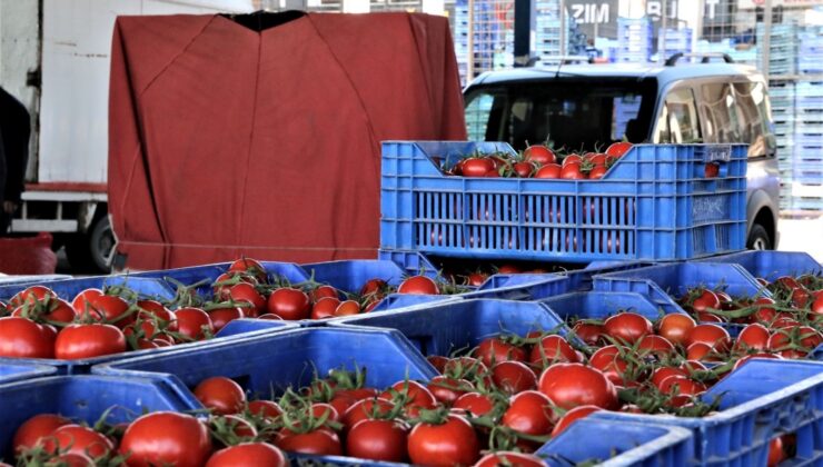 Antalya’da Domatesin Fiyatı Arttı