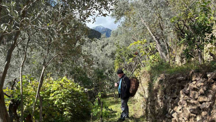 Artvin’de Asırlık Zeytin Ağaçlarından Hasat Başladı