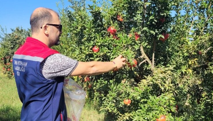 Aydın’da Pestisit Kalıntı Tahlili İçin Nar Numuneleri Alındı