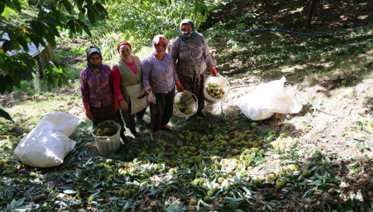 Aydın’dan Avrupa’ya İthal Ediliyor! Fosfor ve Potasyum Bombası: Saatlerce Tok Tutuyor