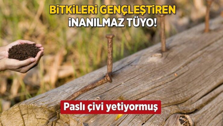 Bahçeleri Peri Masalına Dönüştürecek! Meyve Vermeyen Ağaca Çare: Paslı Çivi