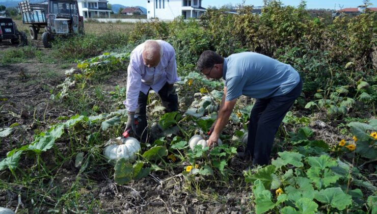 Bir İlde Ona “Elmas” Deniliyor: Tarladan Sofraya Yolculuğu Başladı