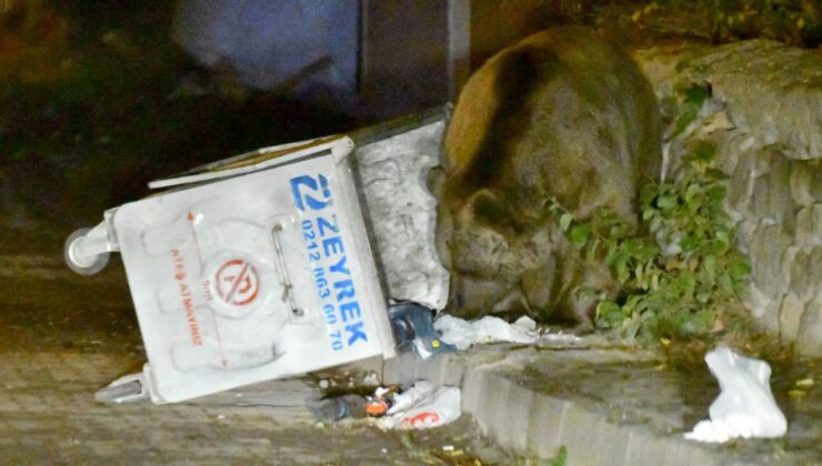 Bozayılar Kente İndi: Artık Evlere Girmeye Başladılar