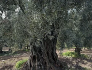 Bursa’da Bin 700 Yıllık Zeytin Ağaçları Hala Ürün Veriyor