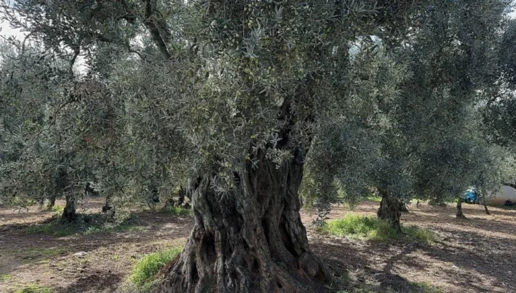 Bursa’da Bin 700 Yıllık Zeytin Ağaçları Hala Ürün Veriyor