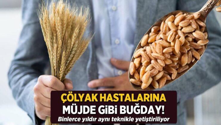 Çölyak Hastalarına Müjde! Binlerce Yıldır Aynı Teknikle Yetiştiriliyor