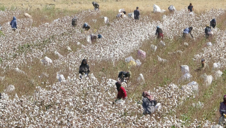 Diyarbakır’da Hasadı Başladı, 400 Bin Ton Pamuk Harmanda Kaldı