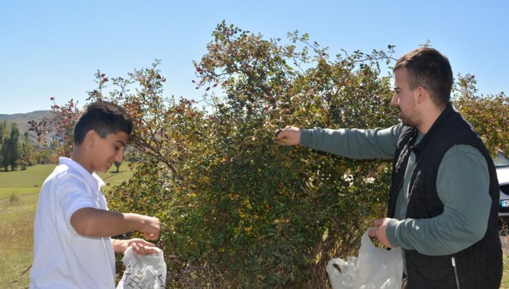 Doğada Kendi Kendine Yetişen En Güçlü C Vitamini Kaynağı: Bedendeki Mikroplarla Savaşıyor