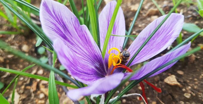 Dünyanın En Pahalı Baharatı Safran, Karabük’ün Safranbolu İlçesinde Çiçek Açmaya Başladı