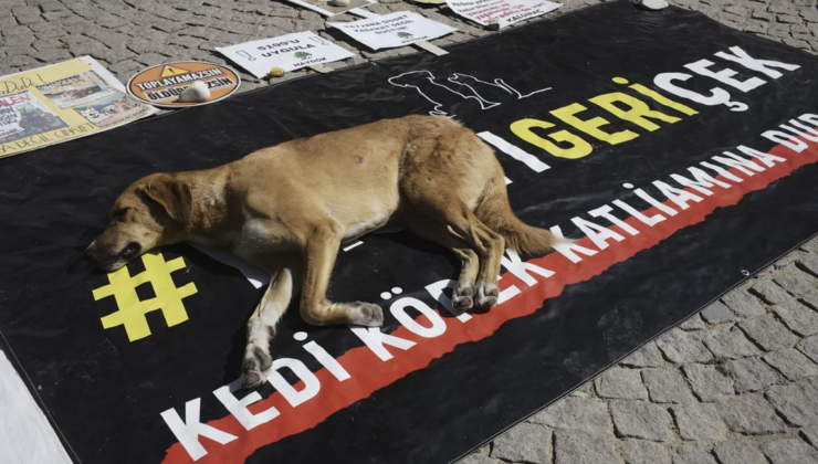 Erhan Adem’den 4 Ekim Hayvanları Koruma Günü Mesajı: Hayvanları Koruyamayan Bir Ülkede Hayvanları Kurtarma Çabası Hâkim