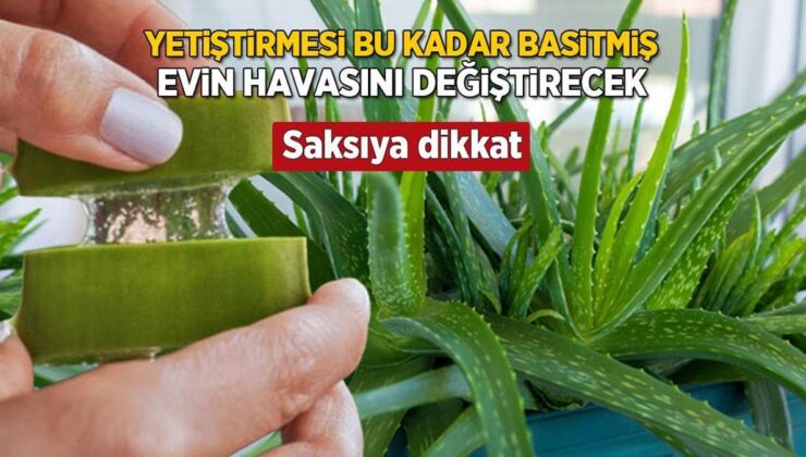 Evin Havasını Baştan Aşağı Yeniliyor! Yetiştirmesi Çok Kolay, İyi Gelmediği Şey Yok