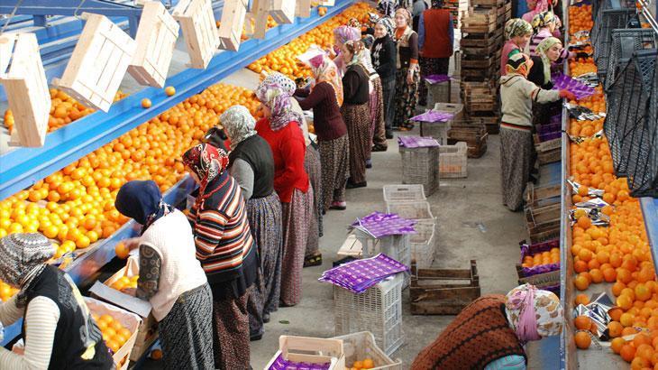 Finike Portakalında Taban Fiyat Belirlendi