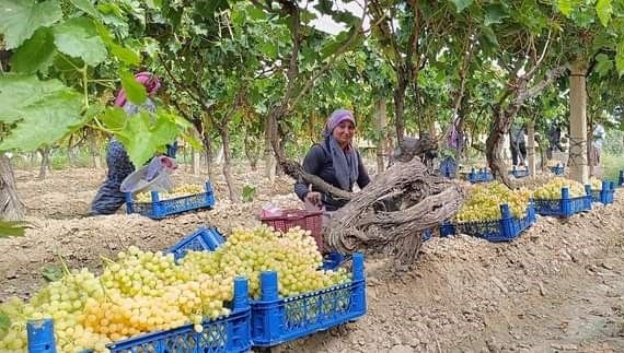 Fiyatı 70 Lirayı Gördü: Manisa’nın Dünyaca Ünlü Üzümü