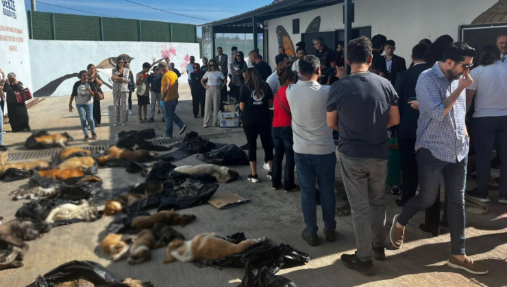 Gebze’deki Hayvan Katliamına Tepki Yağıyor: Yasa Derhal İptal Edilmeli ve Sorumlular Yargılanmalı!