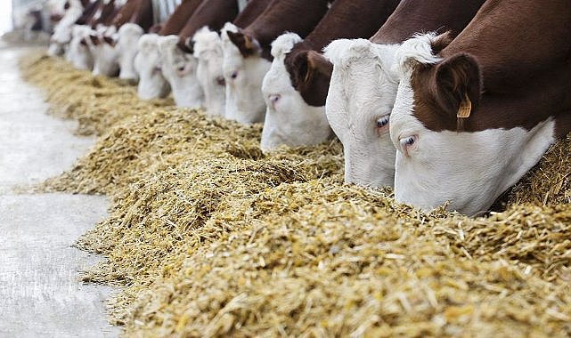 Gordes Yem’in Konkordato Kararının Gerçeği Ortaya Çıktı