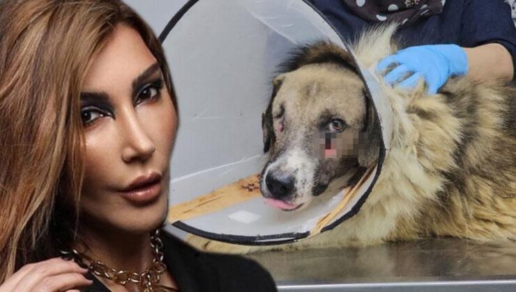 ‘Hedef Tahtası’ Gibi Ateş Edilen Köpeği Hande Yener Sahiplendi