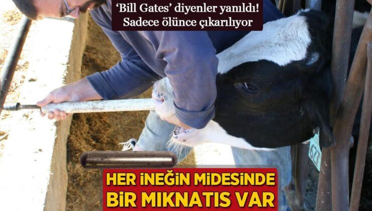 Her İneğin Midesinde Bir Mıknatıs Var! ‘Bill Gates’ Diyenler Yanıldı, Ölünce Çıkarılıyor